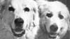 La Ca&ntilde;ada History: Two Great Pyrenees show dogs made the cover 