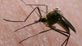 West Nile Virus found in La Cañada Flintridge