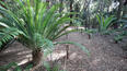 Descanso Gardens debuts Ancient Forest